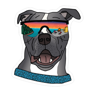 Baloo the Blue Pit bull