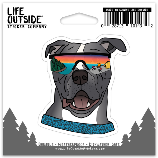 Baloo the Blue Pit bull